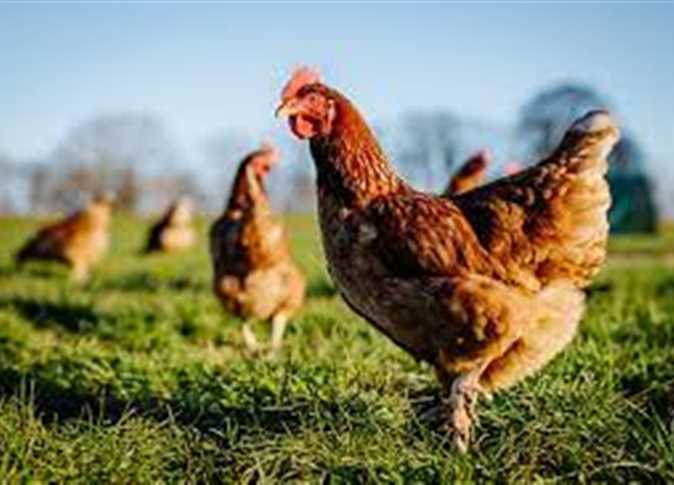 بورصة الدواجن اليوم أسعار الفراخ البيضاء