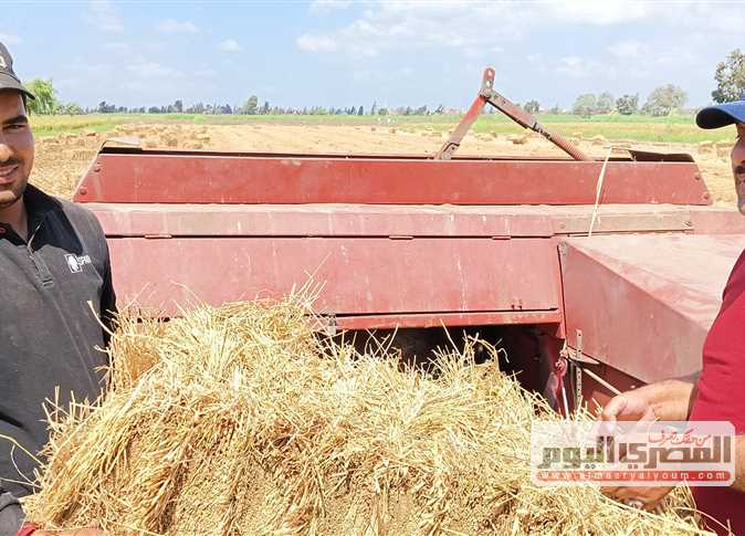 طن الشعير الآن.. سعر الأرز اليوم
