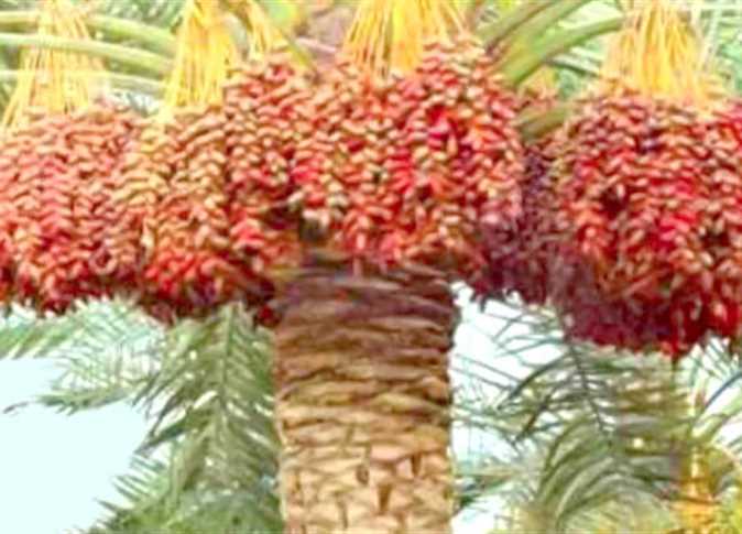 إنتاج التمور - صورة أرشيفية