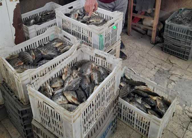 أسعار السمك البلطي
