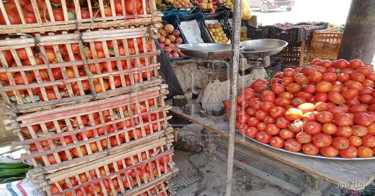 أسعار الخضروات في أسواق المنيا اليوم الثلاثاء: البامية بـ80 جنيهًا