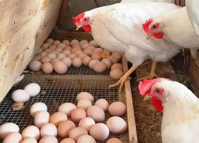 أسعار الفراخ والبيض اليوم