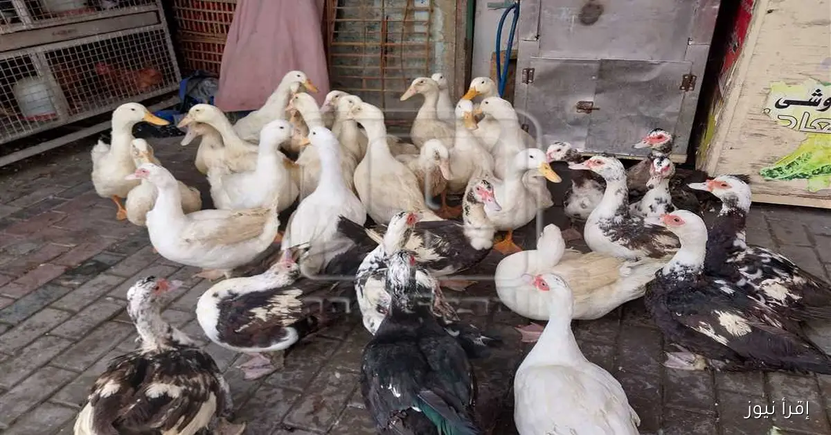 أسعار الفراخ وكرتونة البيض غدًا في محافظة دمياط