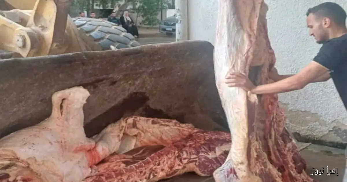 إعدام عجل مصاب بالتقيح في مجزر الإسماعيلية لحماية الصحة العامة
