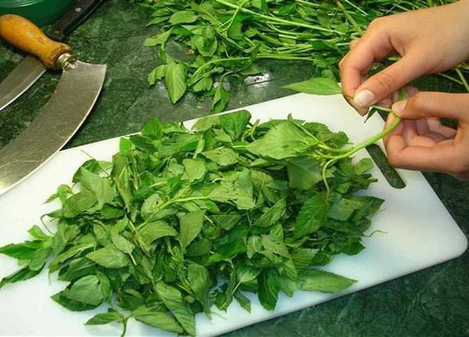 سر عمل الملوخية الخضراء