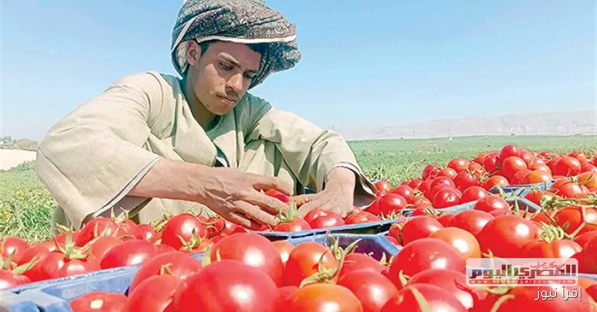 تحذير من وجود طماطم مسرطنة في الأسواق: خبير زراعي يكشف التفاصيل في فيديو