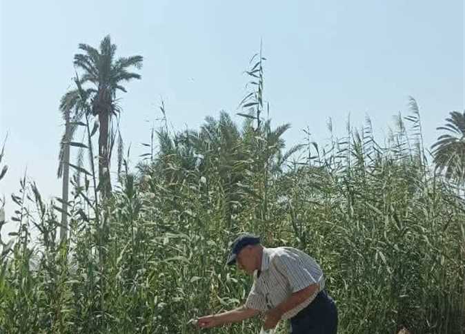 حملة مكافحة القوارض بالمنيا