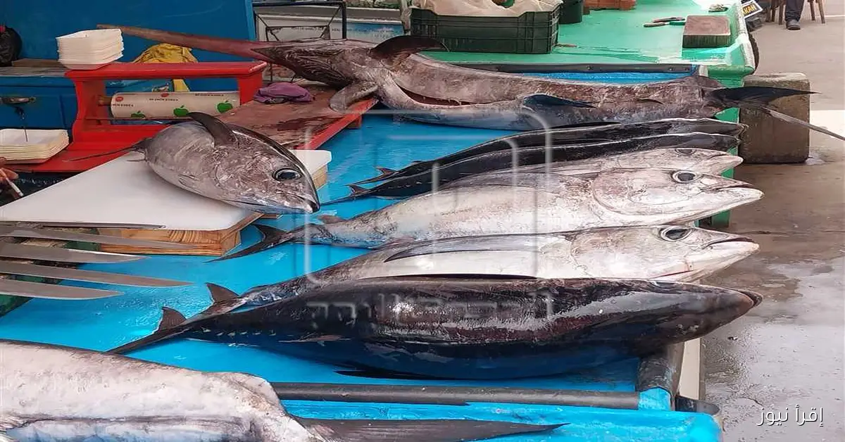 سمكة التونة البيضاء تُباع بـ 3000 جنيه في أسواق محافظة دمياط
