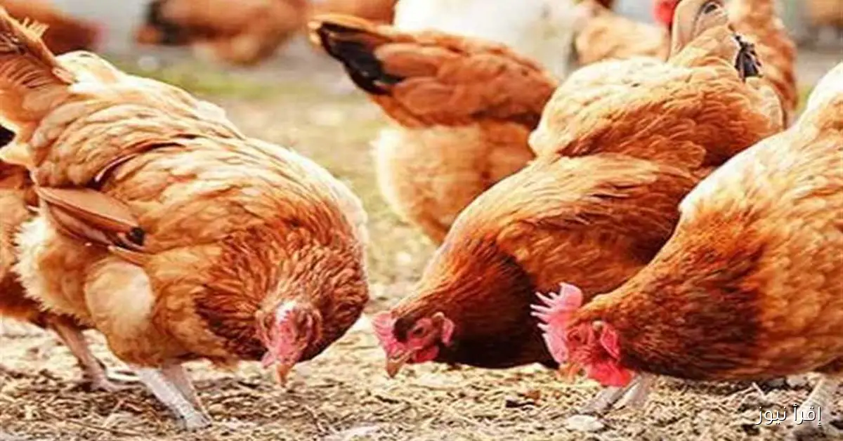 شعبة الدواجن توضح: الكتكوت ليس السبب الوحيد وراء ارتفاع أسعار الدواجن في الأسواق
