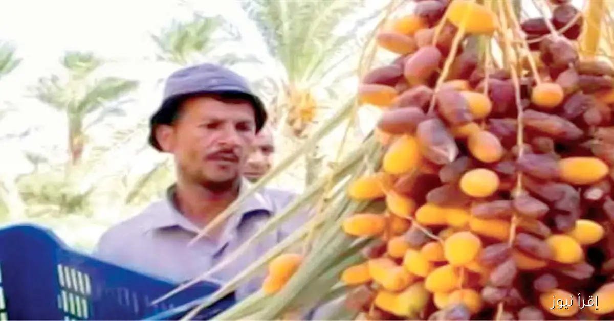 مصر تتصدر العالم في إنتاج التمور بإنتاج سنوي يبلغ 1.9 مليون طن