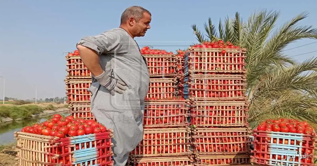 أسعار الخضروات اليوم الخميس في أسواق المنيا: الكوسة بـ45 جنيهًا