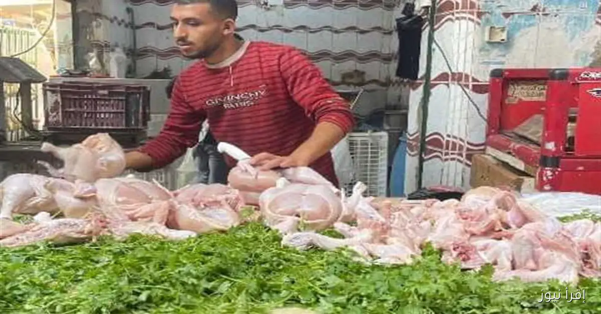 أسعار الدواجن والطيور في أسواق الإسكندرية: الفراخ البيضاء بسعر 73 جنيها للكيلو الأربعاء 1 أكتوبر 2025