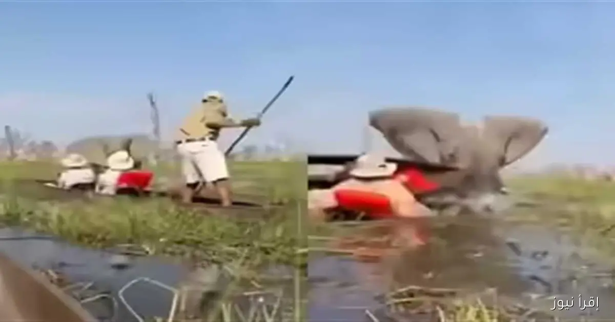 أنثى فيل تهاجم قوارب سياحية بعد اقترابها من صغارها (فيديو)
