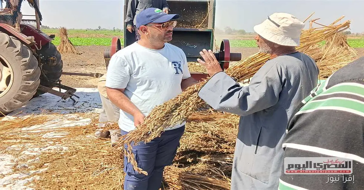 تجربة مبتكرة لزراعة السمسم في الأراضي الطينية بكفر الشيخ