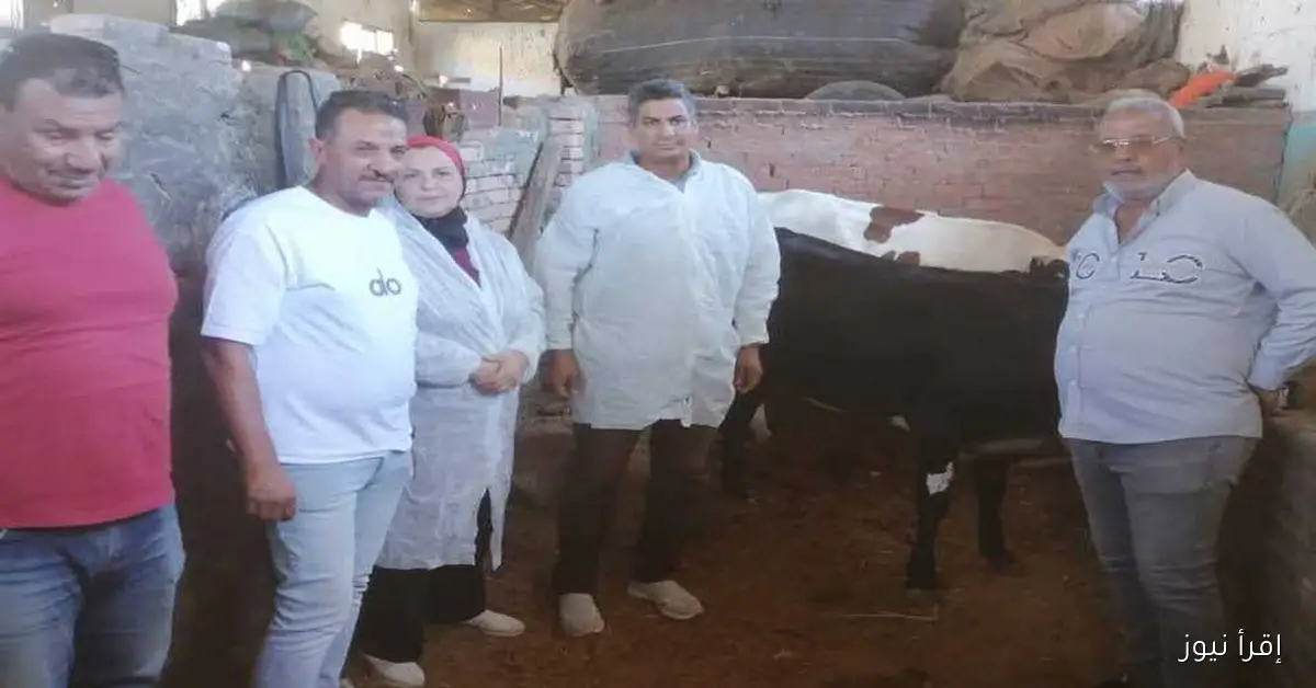 فحص طبي للدواب المحجوزة خلال الحملات في حي الزهور ببورسعيد وإيداعها في جمعية الرفق بالحيوان